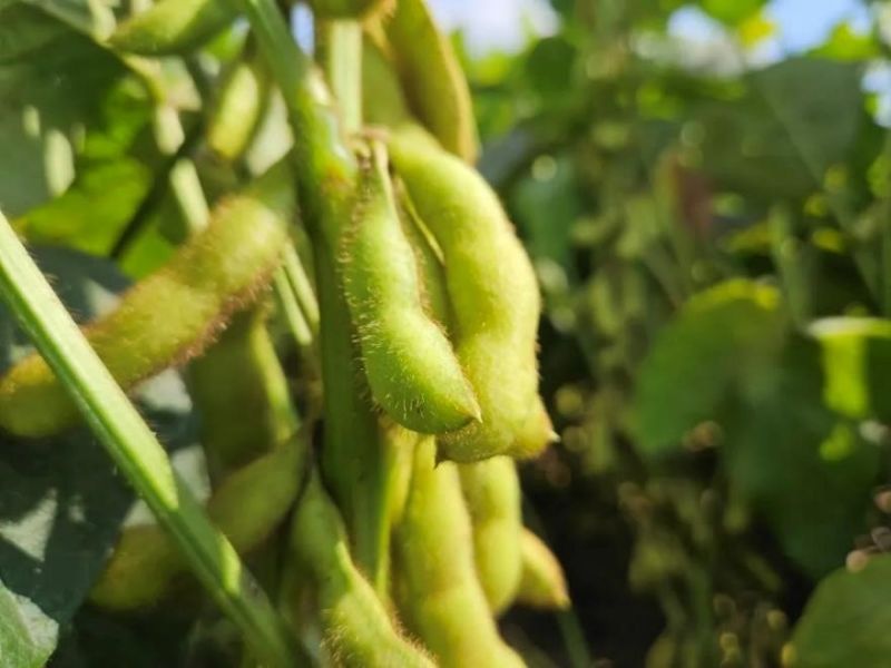 又是一年好“豐”景！衛(wèi)華數(shù)十萬畝良田豐收在即！